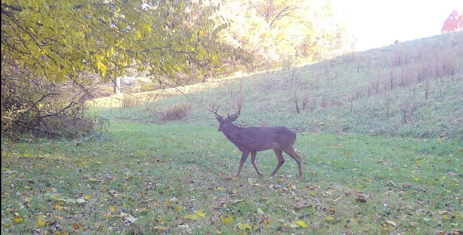 Tex, a mature target buck, on a food plot at last light